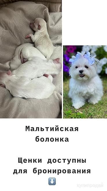 it sekilleri balaca: Malta bolonka, 1 ay — 1