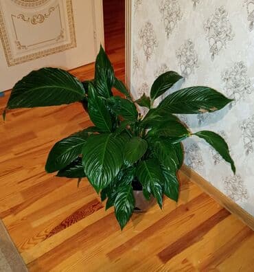 ucuz gül buketi: Bu, evinizə və ya ofisinizə təbiət toxunuşu qata biləcək cəlbedici bir — 3