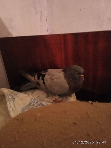 Mərmər effektli PVC panellər: Salam hazir hundur ayaq goy kemer satlir 15 tuk hec bir problemi yoxdu — 3