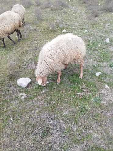 saanen keçisi satılır: Qoyunlar, qoçlar — 5