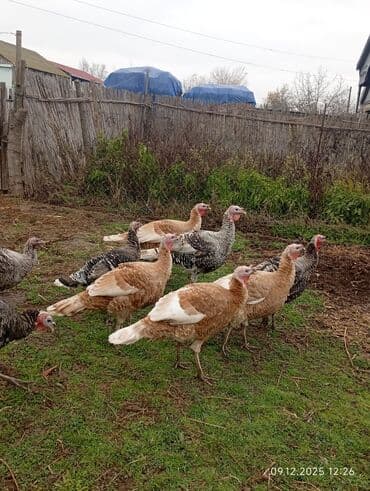 çəpiş əti: Erkək, Damazlıq — 4