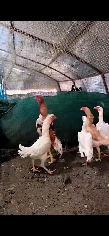 kənd toyuqları: Toyuq cücələri, Damazlıq — 6