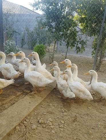 Ördək 2ay 15günlük Pekin ördəklər satılır ədədi 8m — 2