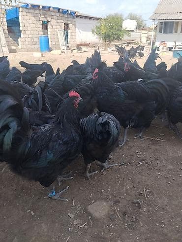ev heyvanları satışı: 4 ayliq Avstrolop xoruzlari satilir.Heyvanlar goz qabagindadi say — 4