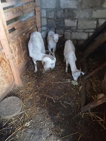 ağ quyruğ: Südlük keçi ailəsi - 1 ana keçi və 2 bala (cəmi 3 baş) - Ağ rəngli — 4