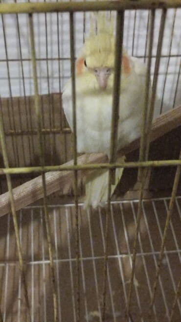 goyercin yuvasi: Məhsul: Sarı rəngli nimfa tutuquşuları (cockatiel) Təsvir: - Rəng — 4