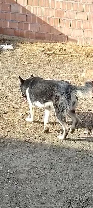 ov itleri: Məhsul: İtlər üçün Təsvir: - Orta ölçülü, möhkəm quruluşlu it. - — 2