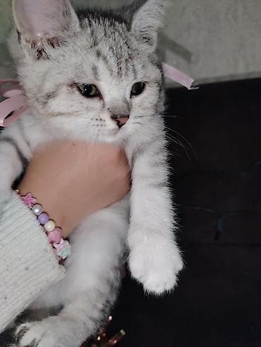 pisiy: Gümüş rəngli, zolaqlı, qısa tüklü balaca pişik. Yumşaq, sıx kürkü, iri — 8