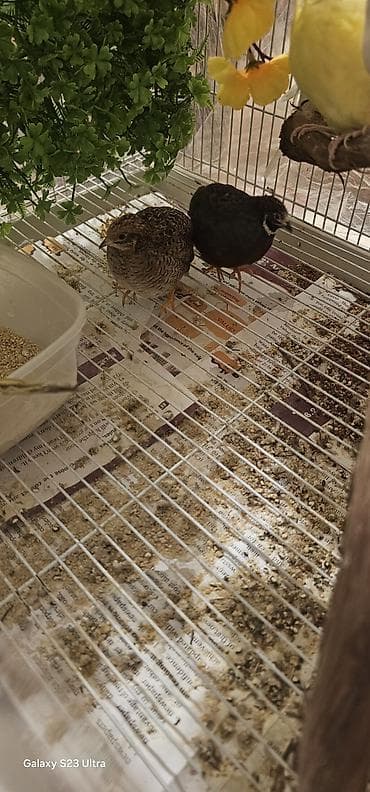 scottish fold qiyməti: Çin bildirçini cütü satılır cütü 30 m — 3