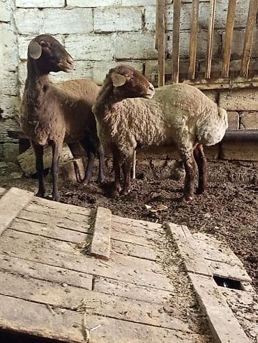 2dene qala qoyunları satılır 2 çi qarnına docaglar boğazdilar qiymət lalafo.az -da 2dene qala qoyunları satılır 2 çi qarnına docaglar boğazdilar qiymət