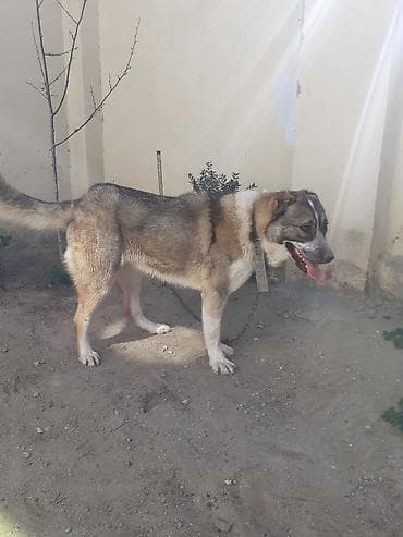 Digər heyvanlar: Alabay, 2 il, Dişi, Peyvəndli, Ünvandan götürmə — 3