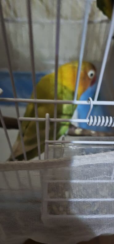 cex qus: Sevimli “Lovebird” (Ağüzük lori/Lovebird) tutuquşu - Rənglər: canlı — 4