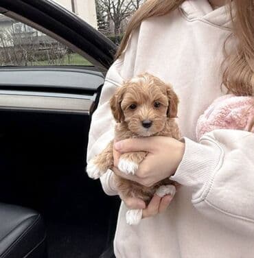 Malta bolonka, 2 ay, Erkek, Sənədli, Pulsuz çatdırılma lalafo.az -da Malta bolonka, 2 ay, Erkek, Sənədli, Pulsuz çatdırılma