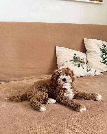 cins xoruz: Cavaro sort ev iti rasiyadan getirilib seneti car iyneleri vurulub.dil — 5