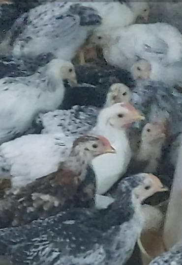 gilezi toyuq: Toyuq cücələri, Damazlıq — 4