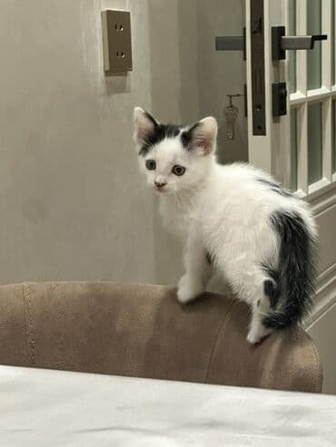 где можно купить котенка: Yaxşı əllərə — 8