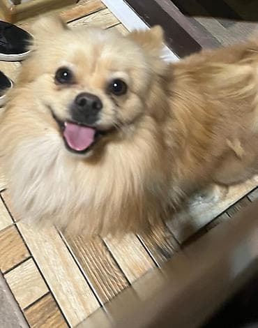 Pekines, 1 il, Erkek, Ünvandan götürmə