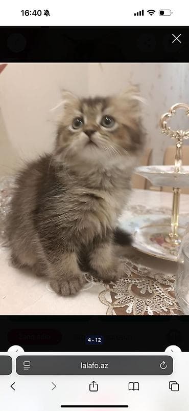 balaca tuklu it: Britan, Yaxşı əllərə — 2