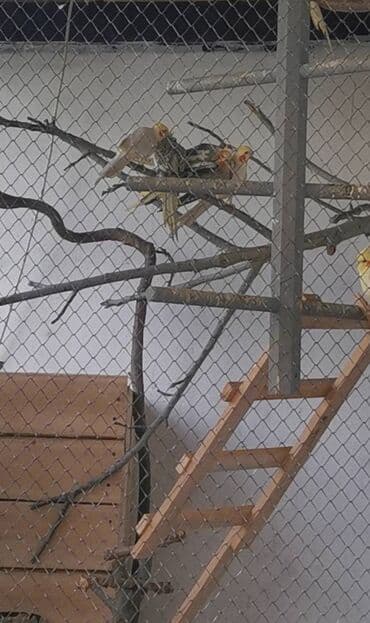 donuz əti satışı: 9 ədəd korella bir ailədən çoxalıb. Hazırda 4 cüt dur yumurtlayır — 7