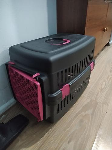 Pişiklər: Boz tüklü, uzun tüklü balaca pişik balası. Gözləri iri, baxışları — 3