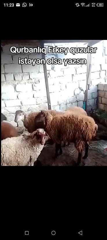zaqatalada keci satilir: Qurbanlıq erkək quzular diri çəki 10 manatdan ünvan Hökməli hər çəki — 1