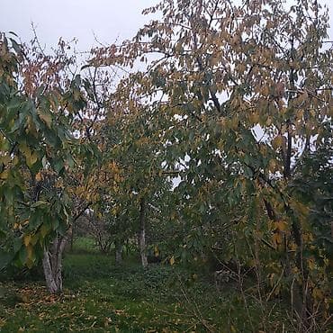 yuxuda şam ağacı görmək: Heyetyani sahe-Tikinti teyinatli, ev, ve.s heyetyani sahe 6sot — 4