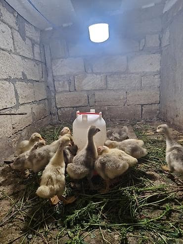 haski balasi: Salam Aleykum 15 Dene Qaz Balasidir . 10 Denesi 20 Gunlukdur 5 — 4