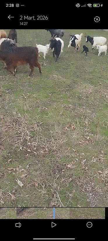 Mal-qara: Keçilər 🐐satılır təcili 25 baş ekiz keçilər di Heç bir problemləri — 4