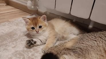 sarı pişik: Britan — 5