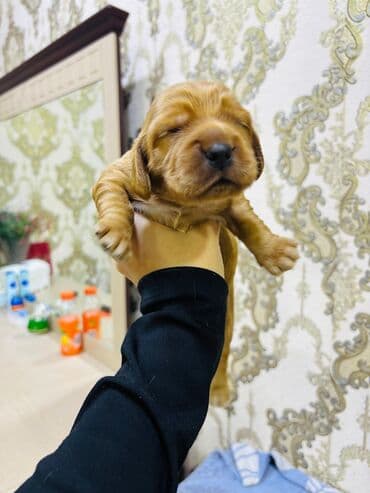 cocker spaniel qiymeti: Koker spaniyel, 1 ay — 3