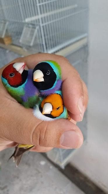Gouldian finch ispinozları satılır bu quşların yalnız balaları satılır lalafo.az -da Gouldian finch ispinozları satılır bu quşların yalnız balaları satılır
