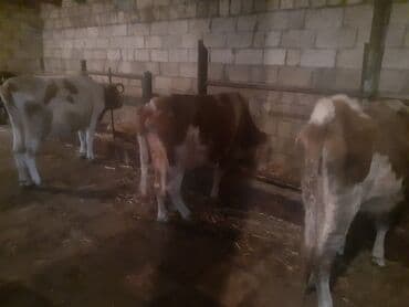 sudluk inekler satisi: Самка, Simental, лет: 1, 100 кг, Для разведения, Для молока, Для мяса, Самовывоз, Платная доставка — 3