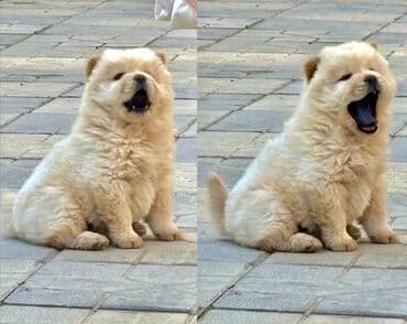 qara xaski: Çau-Çau — 1