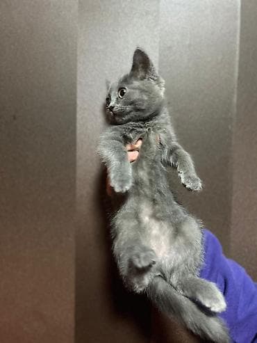 british pişik qiymeti: Britan — 8