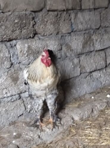 kanada sortu hinduska: Toyuq, Brama, Damazlıq, Ödənişli çatdırılma — 10