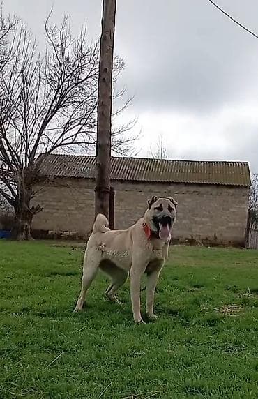 Kanqal, 2 il, Dişi, Cütləşmə üçün lalafo.az -da Kanqal, 2 il, Dişi, Cütləşmə üçün