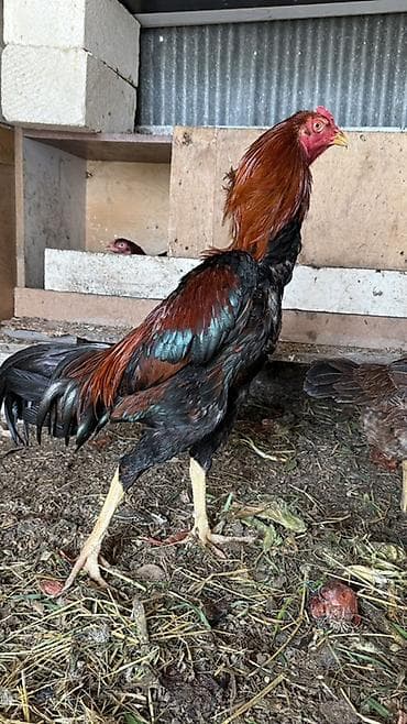 Xüsusi cins xoruzymetde endirim olacaq VP işdiyir 0504641393 - Cins