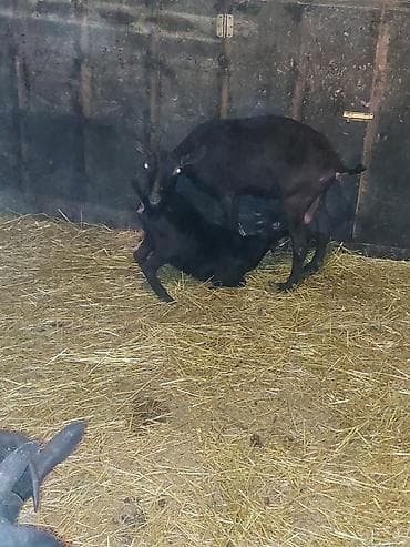 Mal-qara: Qara rəngli keçilər –2 ltr süd və damazlıq üçün Murciana qranda 3 ana — 2