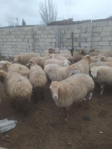 kreditle heyvan satisi: Qoyun sürüsü – ətlik və damazlıq üçün - Növ: yerli-qarışıq cinsli — 7