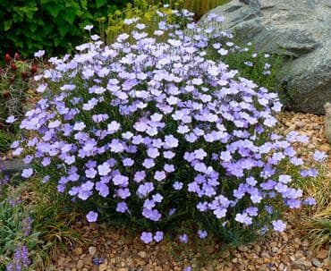 Çöl bitkiləri: Растения на заказ и в продаже кому интересно пишите — 2