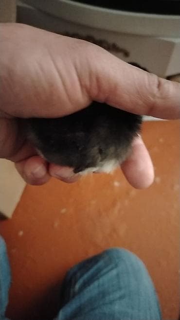 Грызуны: Məhsul: Cücələr (qara tüklü, sinə və qarın nahiyəsində ağ ləkəli) — 4