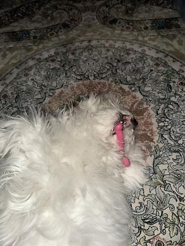 maltipo f1: Maltipoo balası – ağ tüklü, kiçik ölçülü, ev şəraitinə tam uyğun zərif — 2