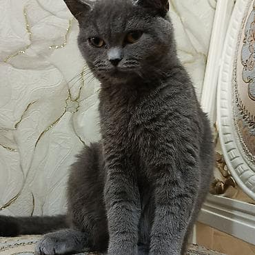 it qiz seksi: Biritan dişi 1 yaşı var cox aqilli pisikdir — 4