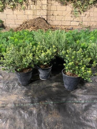 gül toxumları satışı: Dekorativ çöl bitkilərinin satışı və Sifarişlə yetişdirilməsi.Satış — 23