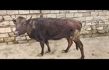 Птицы: Öz Qapi Malimdi Süperde kökdü Maldi 1 qarin doğub Düyedi Real alıcılar — 1