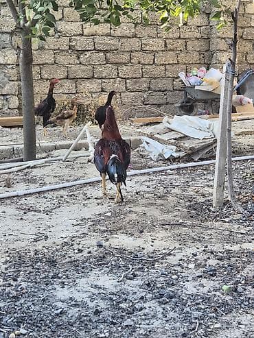 K/t heyvanları və malları: Toyuq, Damazlıq — 9