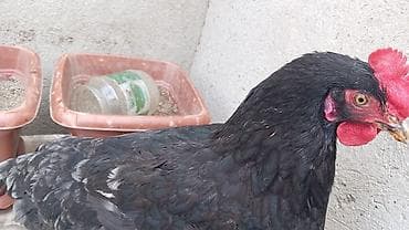 cins inekler azerbaycanda: Toyuq, Australorp, Yumurtalıq, Ünvandan götürmə — 5