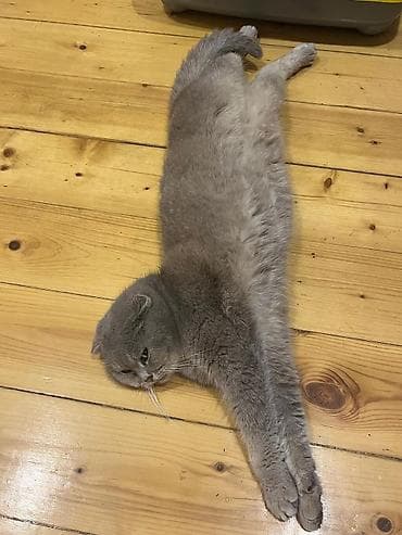 anqora pişik: Şotland — 1