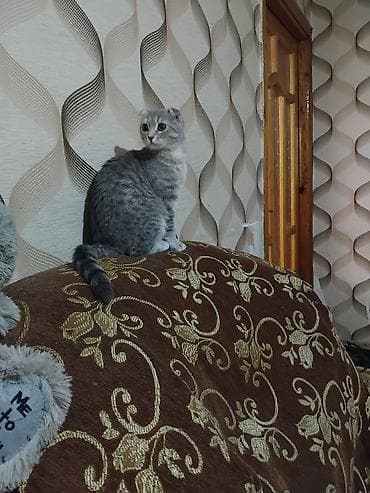 Птицы: Шотландская, В добрые руки — 2