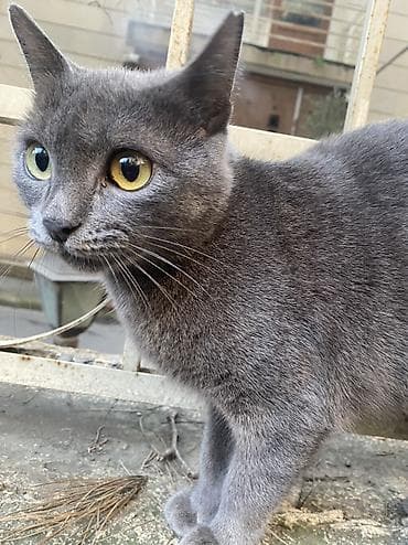 Птицы: Boz tüklü pişik - Rəng: bərk boz (kül rəngi), yumuşaq və sıx tüklü - — 4